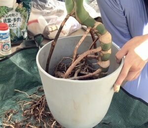 根を切り詰めた観葉植物を鉢に入れる