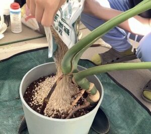 鉢の大きさを変えずに観葉植物を植え替え