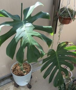 植え替え後のモンステラ