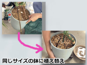 同じサイズの鉢に植え替え(ビフォーアフター)