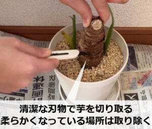 クワズイモの胴切り