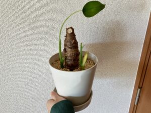 芋から葉が出ないクワズイモ【胴切り前】