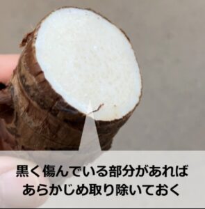 胴切り後のクワズイモ(断面)