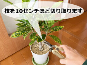 挿し木に使うクロトンの枝をカット