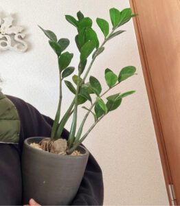我が家のザミオクルカス