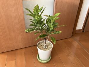 挿し木に使用するクロトンの鉢植え