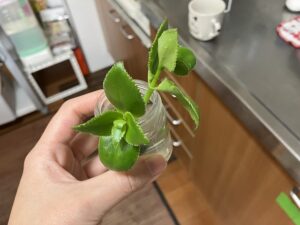 サルメントーサの挿し芽