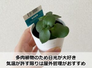 ダイソーで見つけたサルメントーサ