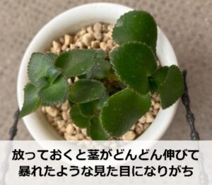 ハンギングポットに植えたサルメントーサ