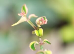 サルメントーサの花