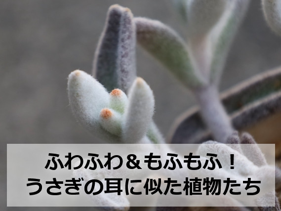 うさぎの耳に似た植物「福兎耳(ふくとじ)」