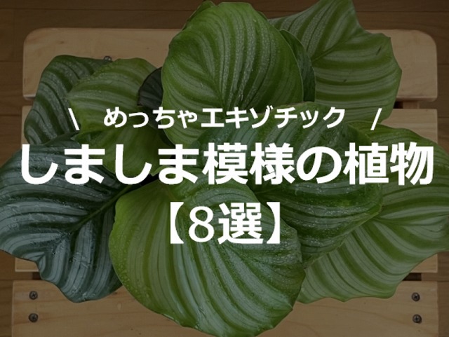 しましま模様の観葉植物