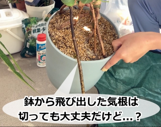 鉢から飛び出すモンステラの根