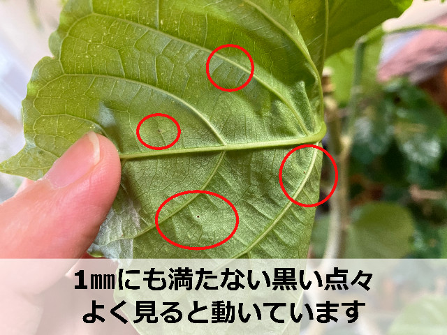 ハダニが付いたウンベラータの葉裏