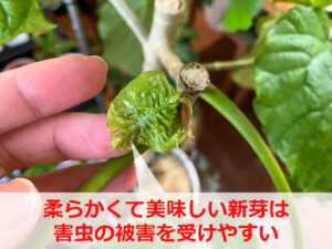 害虫被害を受けたウンベラータの新芽