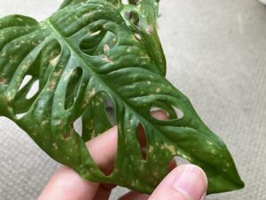 害虫被害を受けた観葉植物