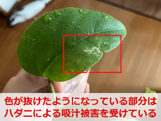 害虫によって葉の色が抜けた観葉植物