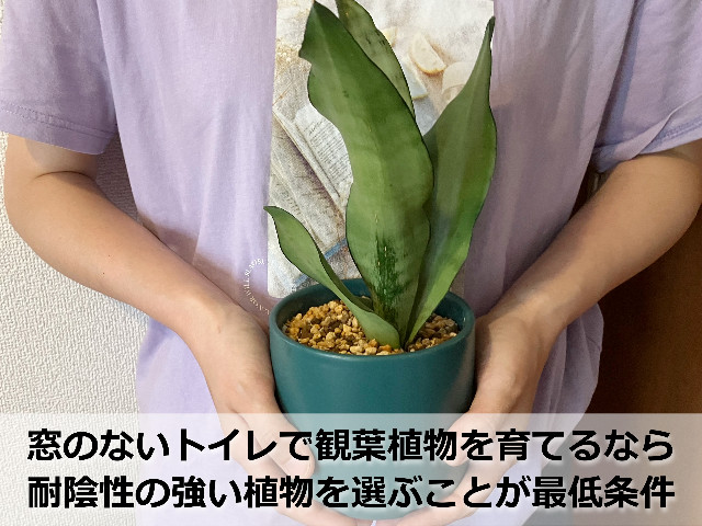 窓のないトイレにおすすめの観葉植物「サンスベリア」