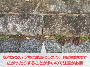気付かないうちに増殖したヒメツルソバ