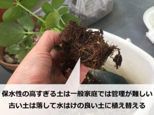 100均で買った観葉植物を鉢から取り出す