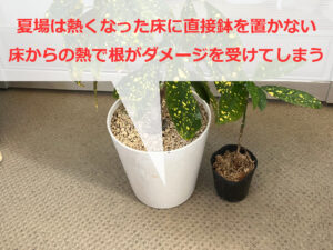 床に直接置いた鉢植え