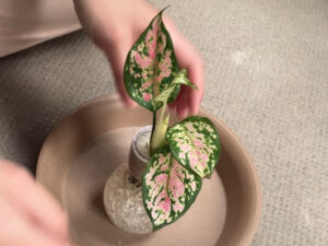 ピンクの葉が可愛いアグラオネマ