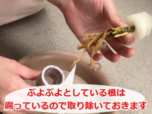 根腐れしたアグラオネマ