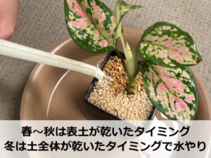 アグラオネマの水やりのタイミング