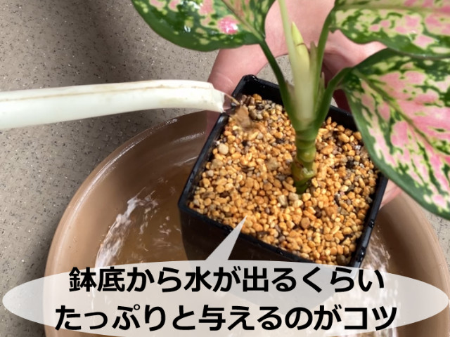 アグラオネマの水やり。水の出入りと土の状態を合わせて見ます。