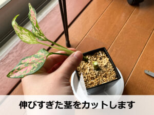茎が伸びすぎたアグラオネマ
