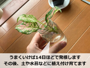 アグラオネマの水挿し