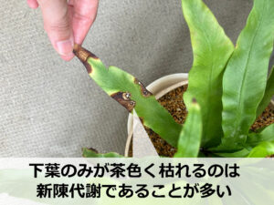 葉が茶色くなったアスプレニウム