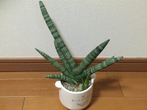 1本だけ葉が伸びすぎたサンスベリア・ボンセレンシス
