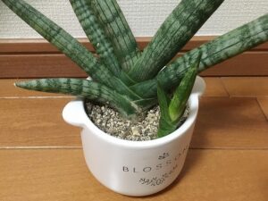 サンスベリア・ボンセレンシスの子株