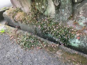 道路脇で雑草化したヒメツルソバ