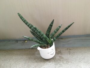 葉が暴れ気味のサンスベリア・ボンセレンシス