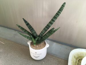 株分け後のサンスベリア・ボンセレンシス