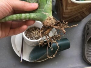 ポットから抜き取ったサンスベリア・ボンセレンシス