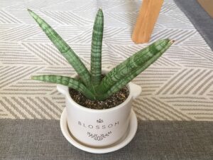 植え替え後のサンスベリア・ボンセレンシス