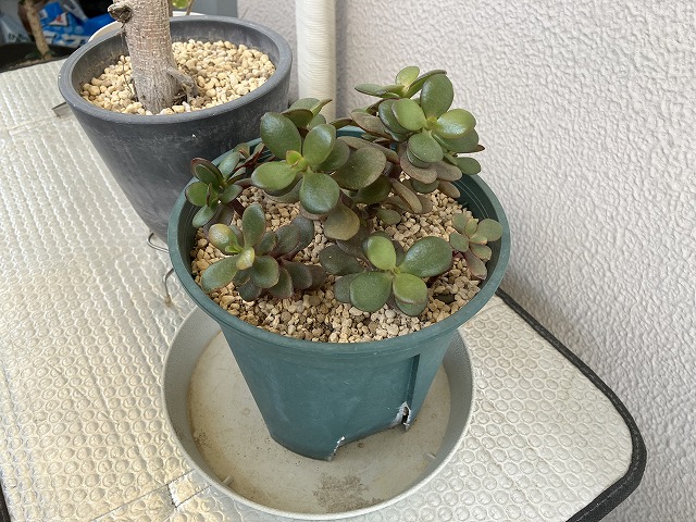 厚みのある葉をつけた金のなる木