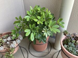 ダイソーで買った観葉植物「カポック」の5年後