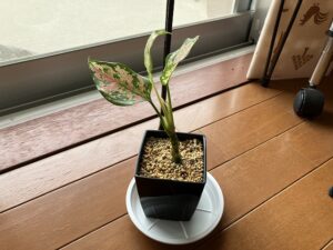 茎が伸びすぎたアグラオネマ