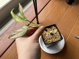 アグラオネマの仕立て直し方