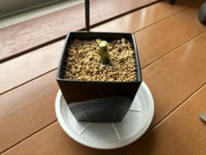 切り戻し後のアグラオネマ