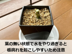 葉がすべて無くなったアグラオネマ