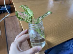アグラオネマの水挿し