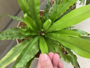 アスプレニウムの新芽