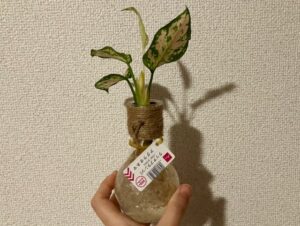 ダイソーで買ったアグラオネマ