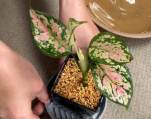 植え替え後のアグラオネマ