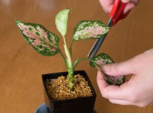 アグラオネマの葉をカットする